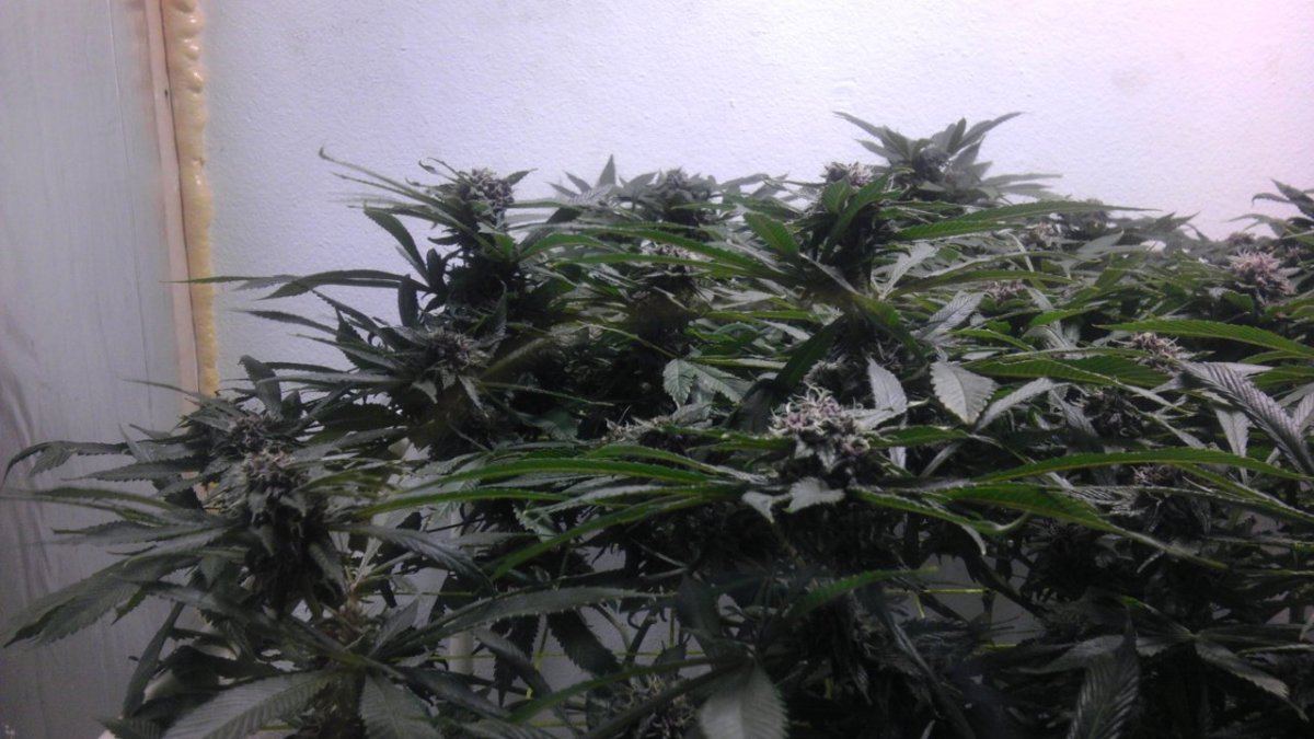 IMAG0922