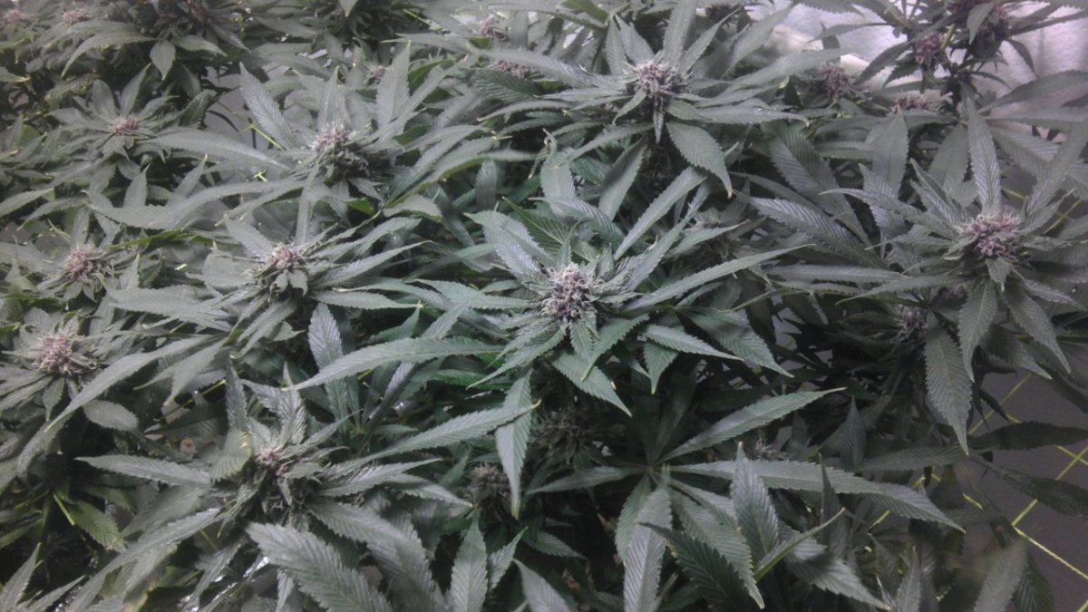 IMAG0924