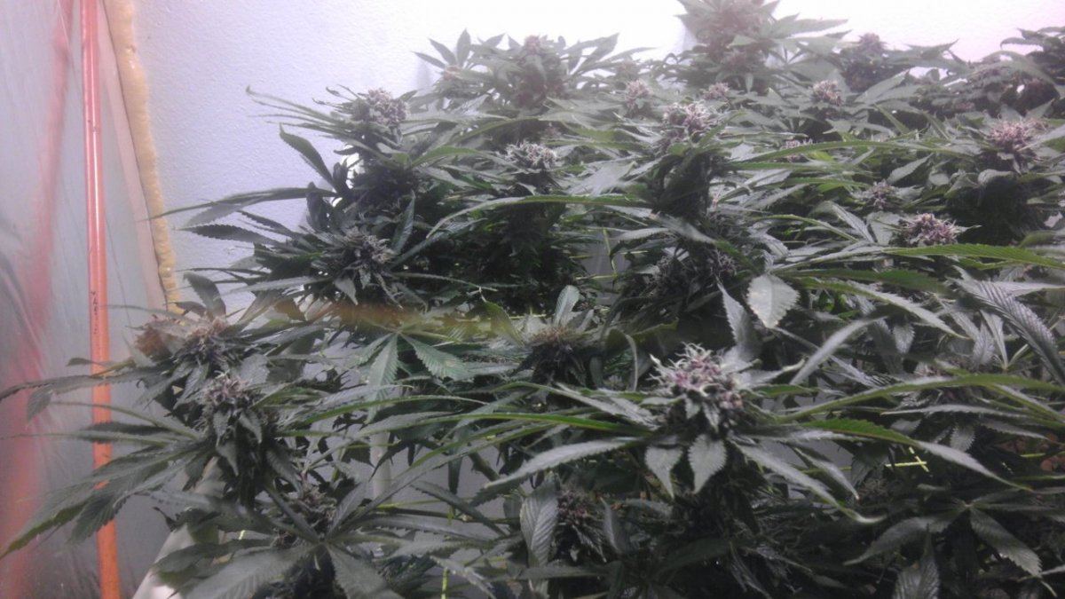 IMAG0930
