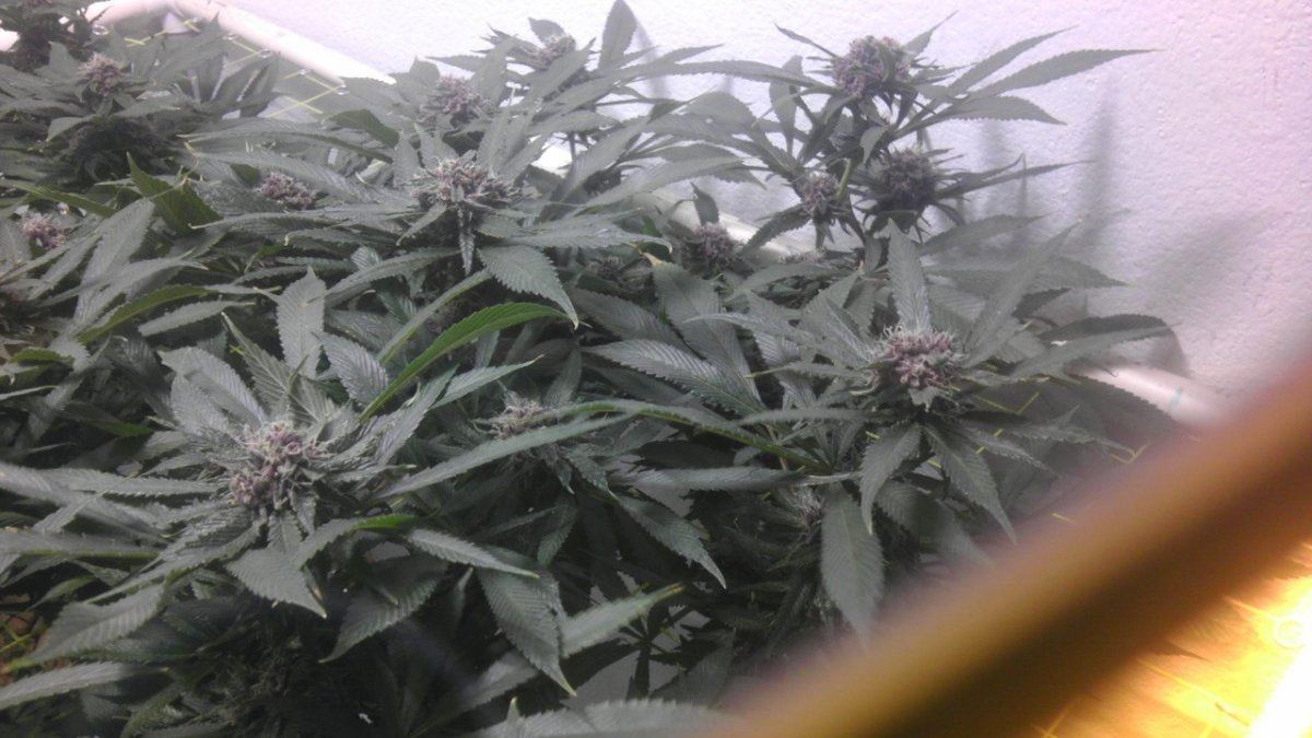 IMAG0933