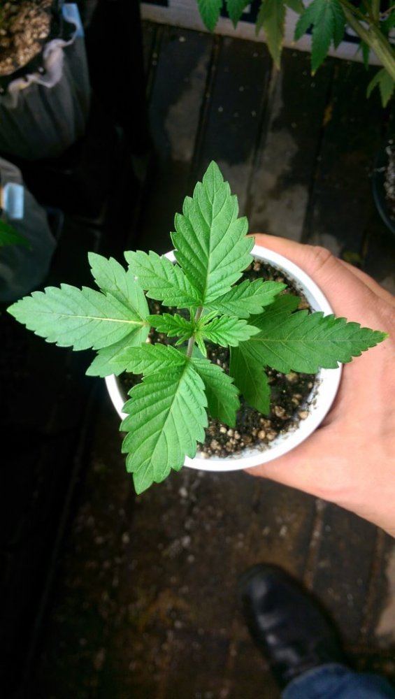 IMAG1106