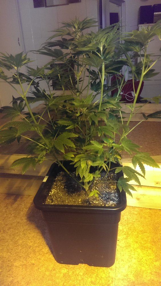 How Late Is To Late To Top A Plant? - THCFarmer