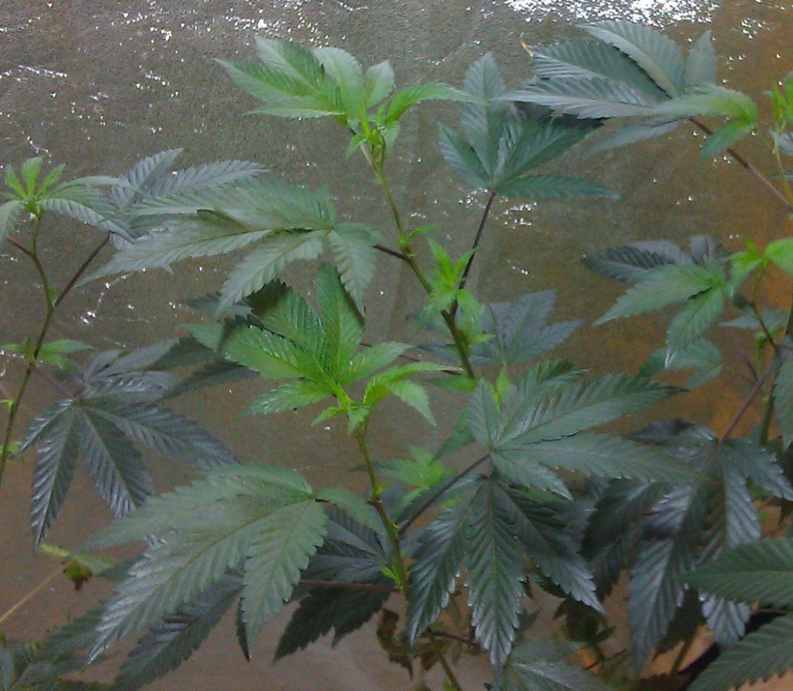IMAG1707