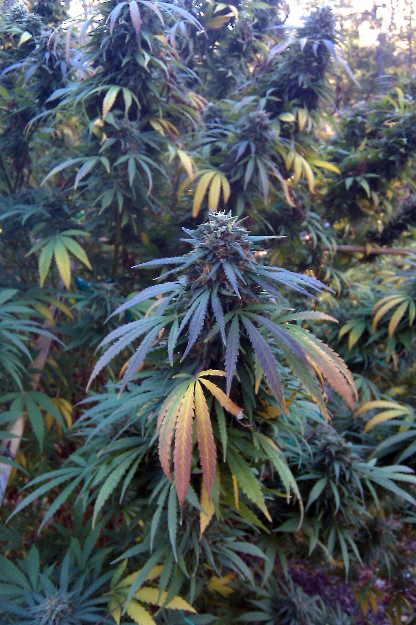 imag1996-1-jpg.1039551