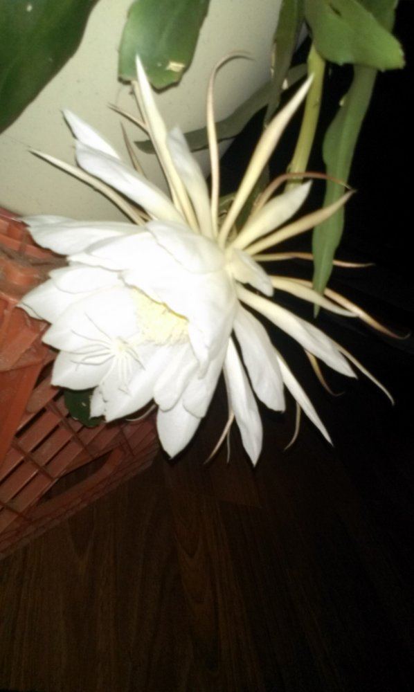 IMAG2089