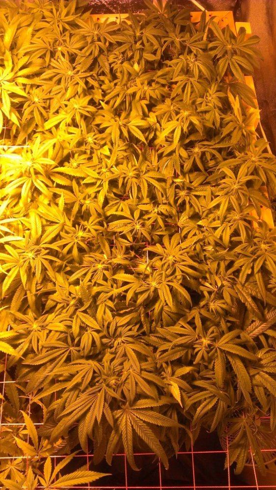 IMAG2431