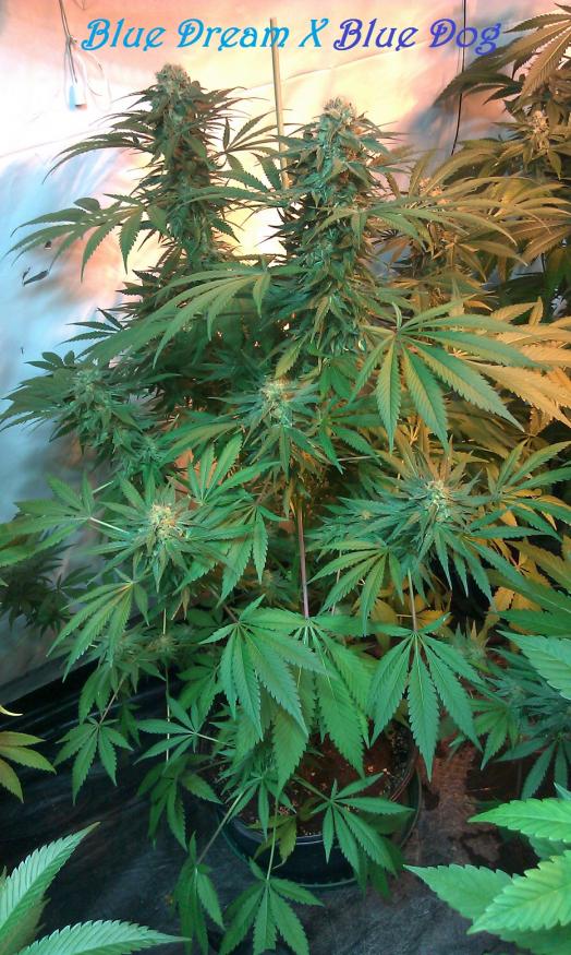 IMAG2839 Blue Dream x Blue Dog