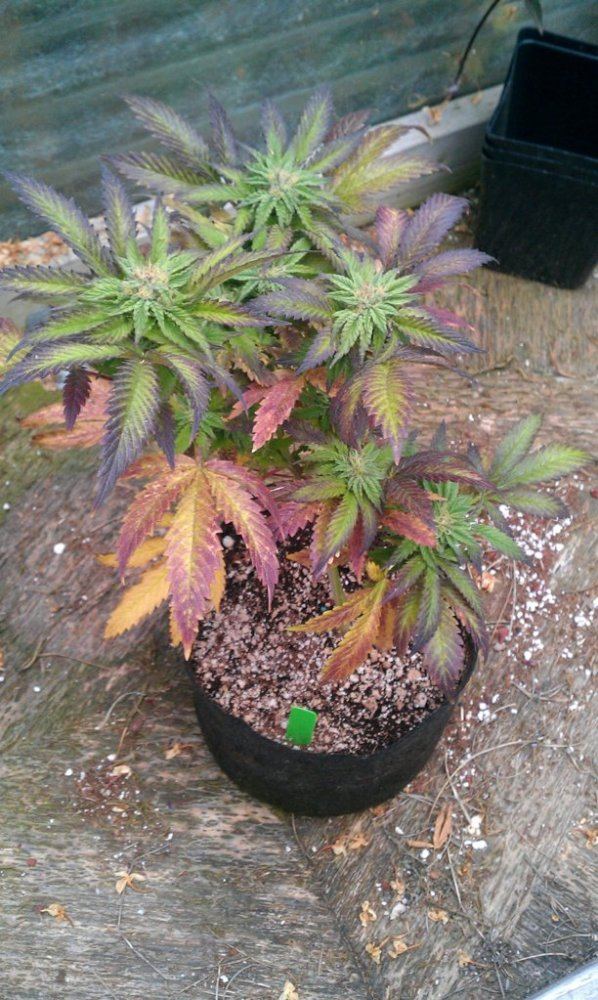 IMAG3028
