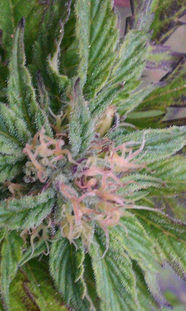 IMAG3029