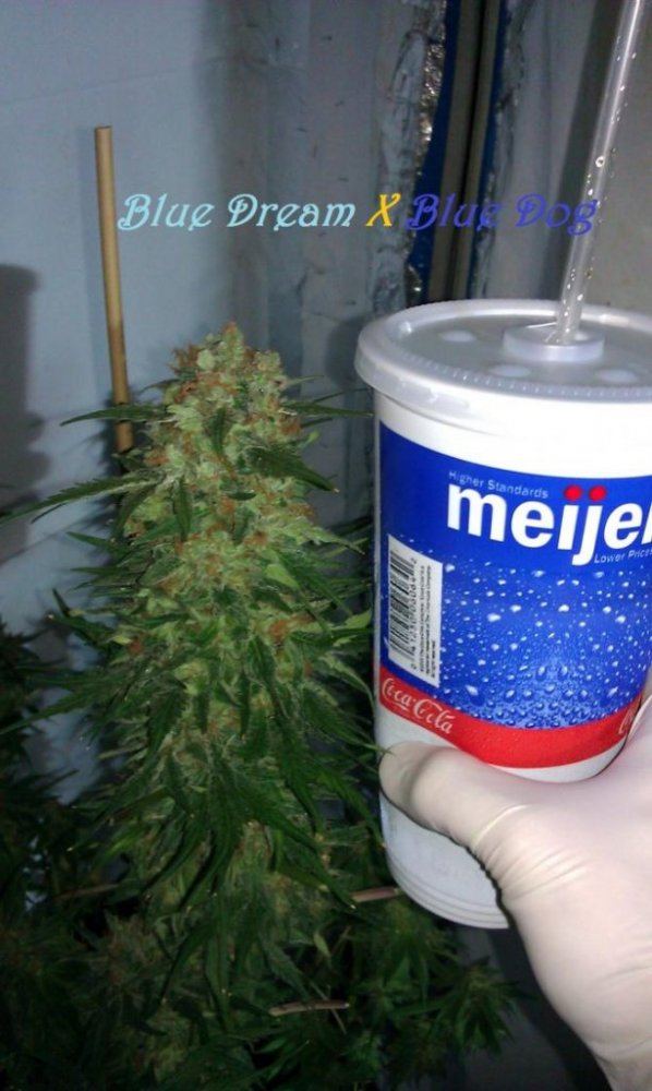 IMAG3058 DBD top cola