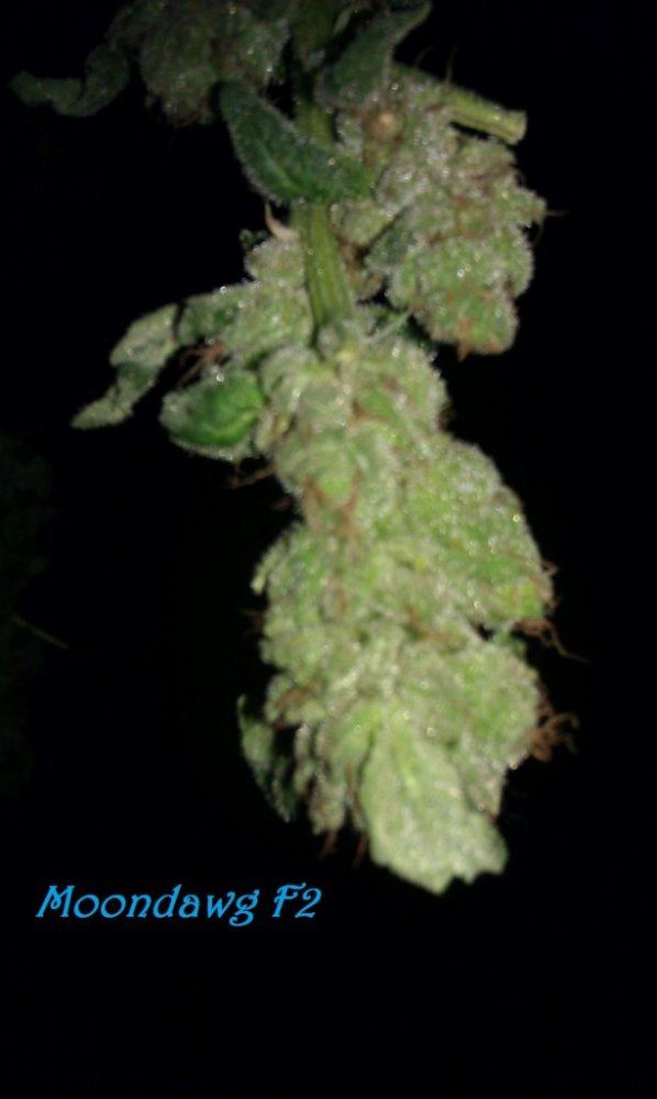 IMAG3093