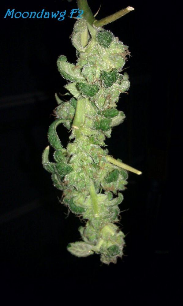 IMAG3094