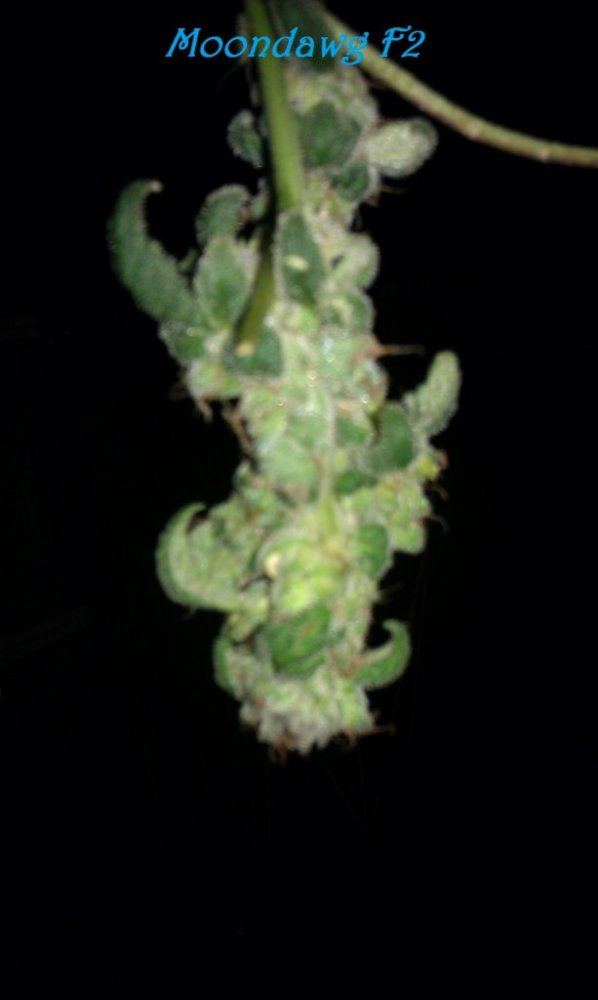 IMAG3096