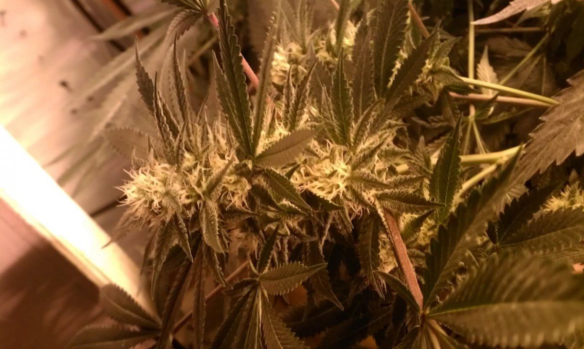 IMAG3281