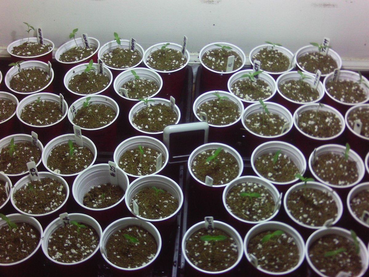 IMAG9 days0002
