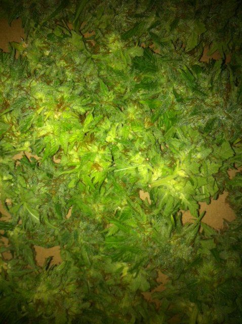 Image 17