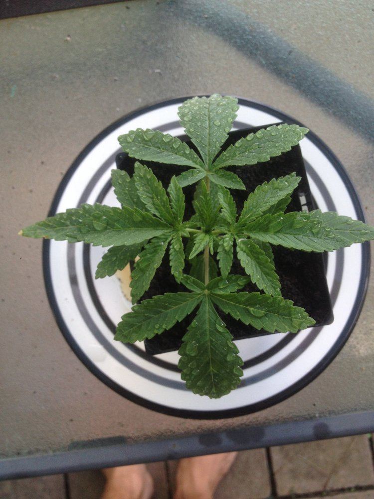 Small Cfl Grow Cabinet Thcfarmer Cannabis Cultivation Network