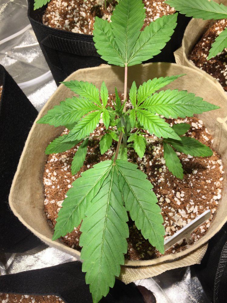 GIANT Fan Leaves - THCFarmer