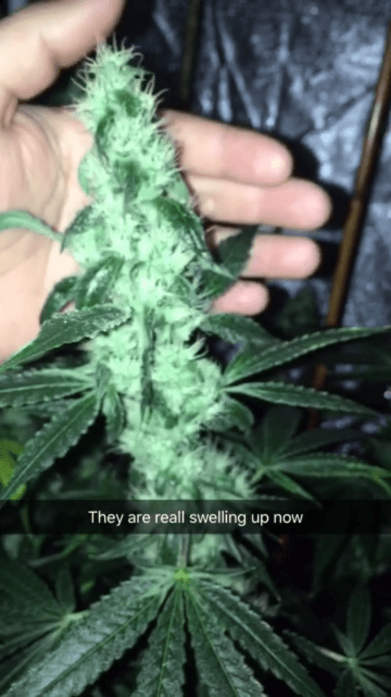 How Can You Tell If Your Plant Ready To Flush With Out Looking At Tri?? -  THCFarmer