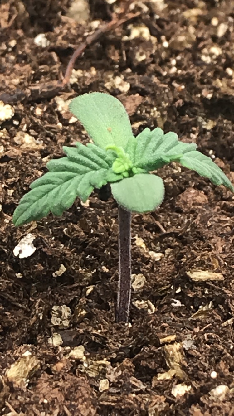 First Ever Grow --- Day 4 - THCFarmer