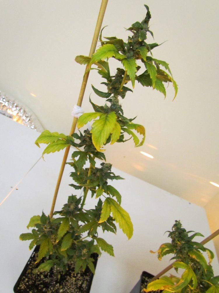 Image00004
