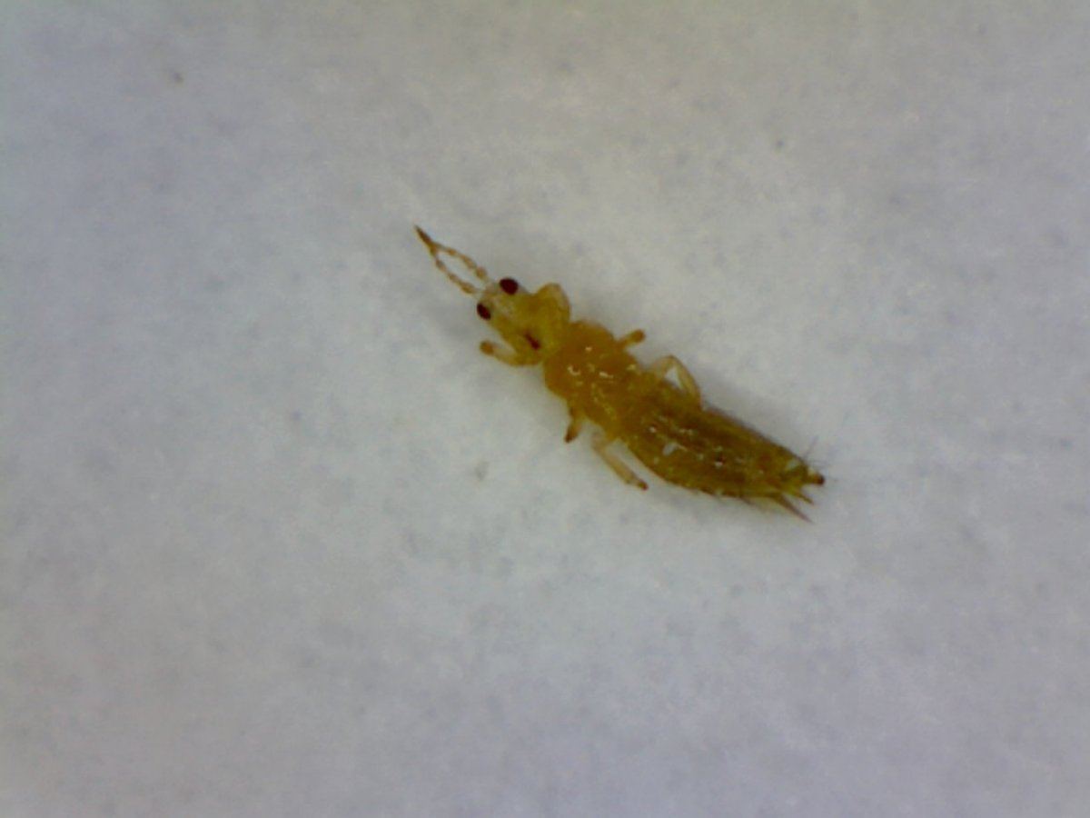 Image12