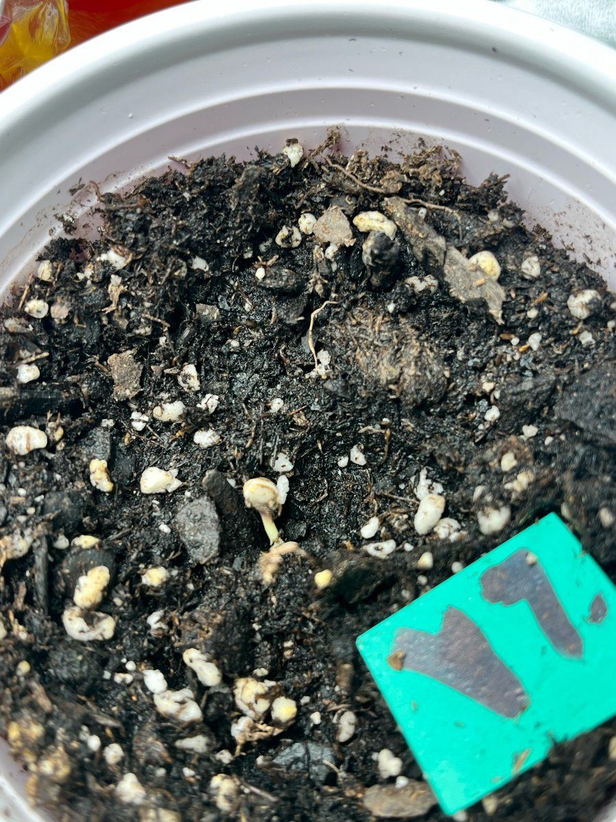 Image2