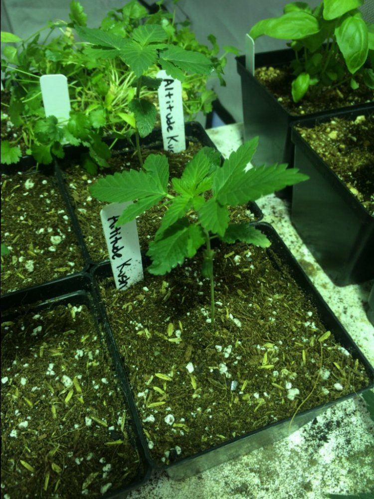 Image3