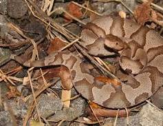 Images 31
