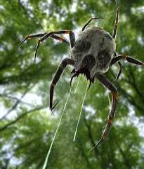 Images 32