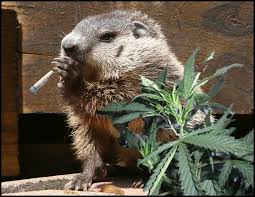 Images 63