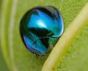 Images