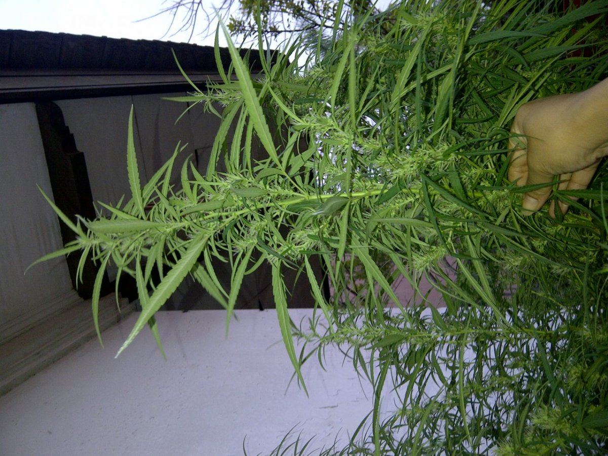 IMG 20121029 01204