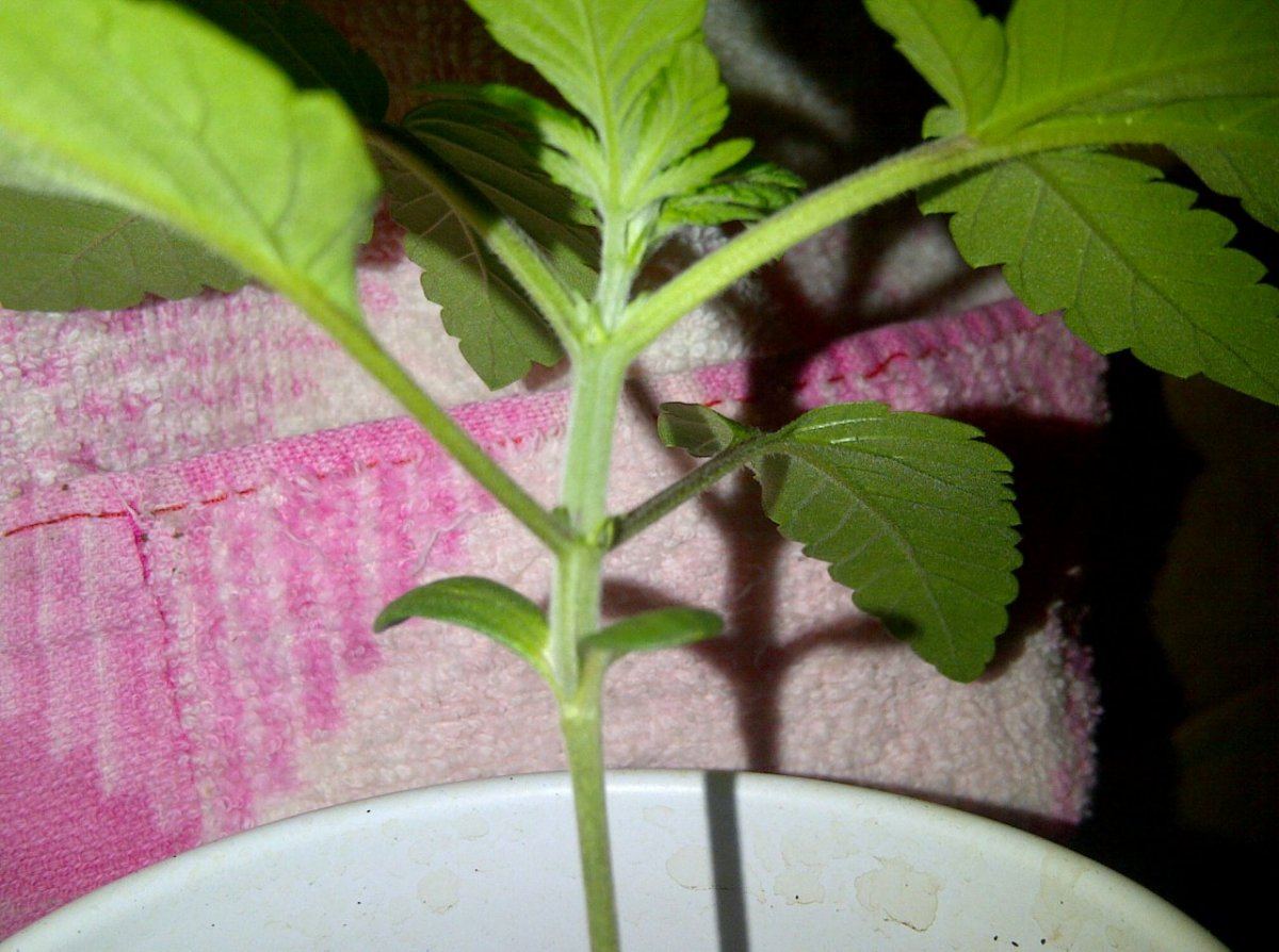 IMG 20121128 01530