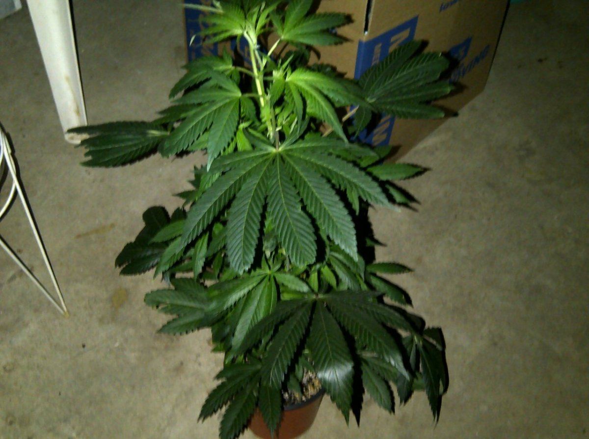 IMG 20130216 02121