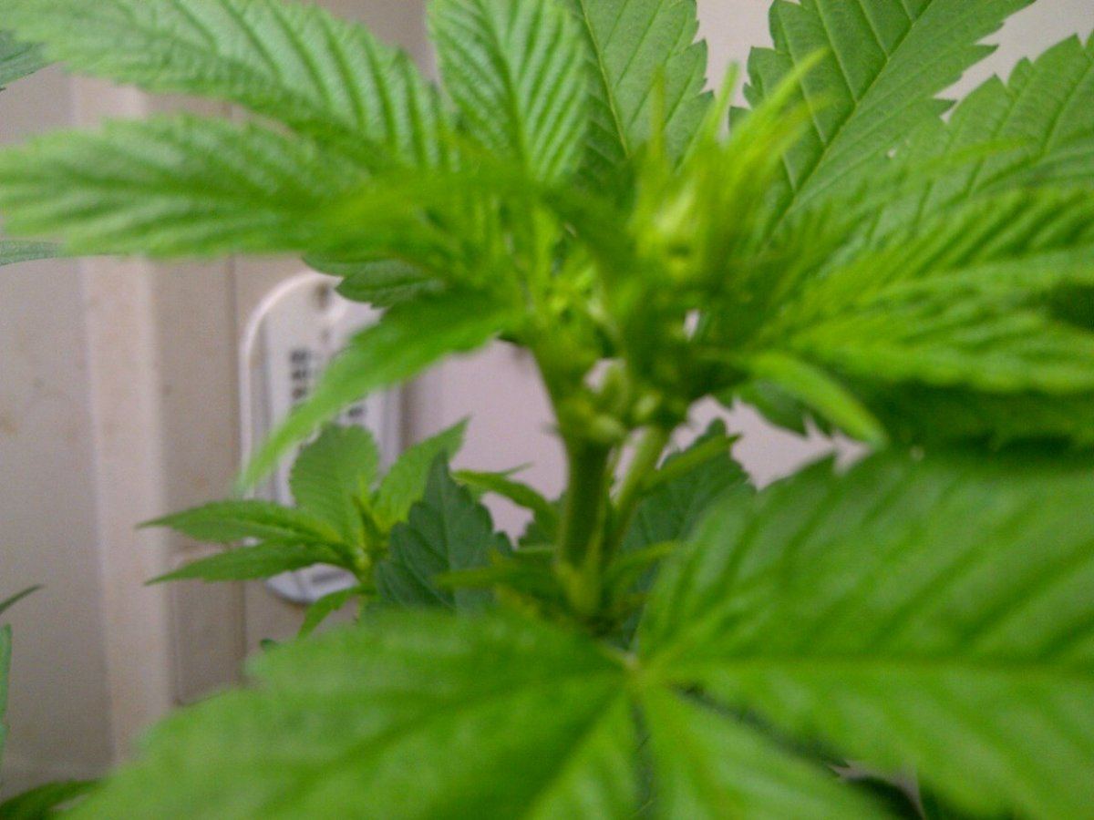 IMG 20130322 02286