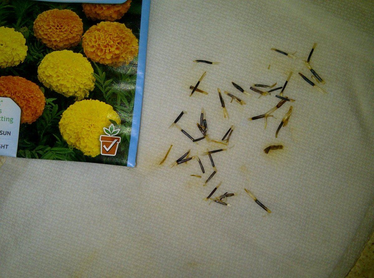 IMG 20130324 02300