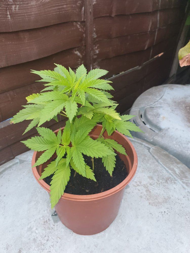 IMG 20190909 WA0002