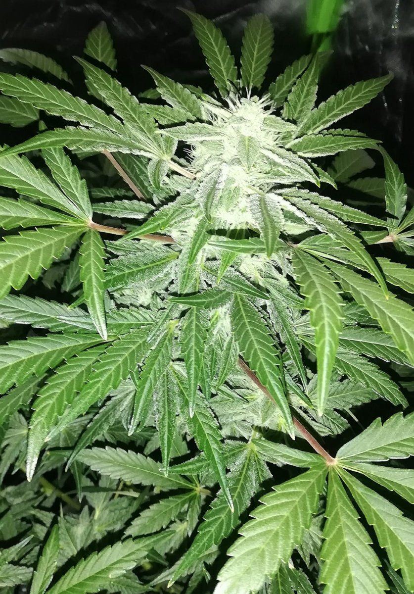 IMG 20201113 WA0000