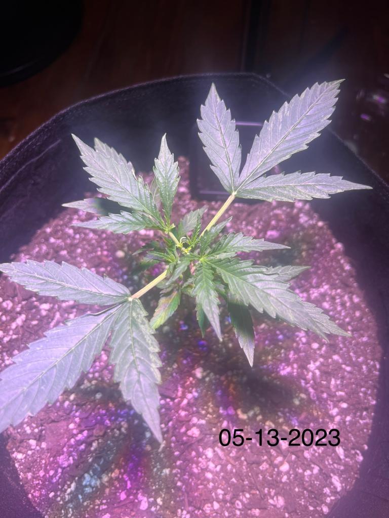 IMG 20230515 WA0004