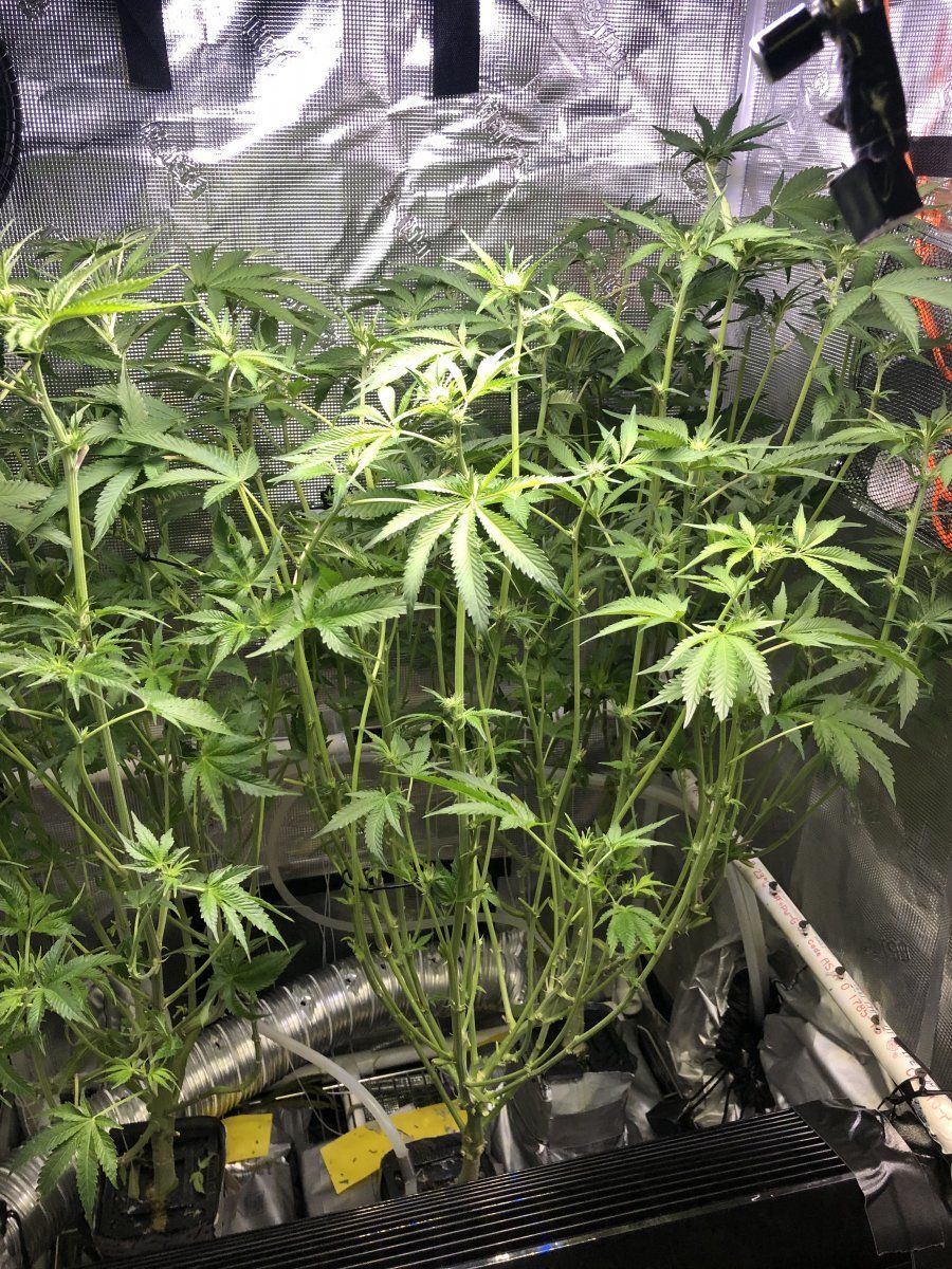 IMG 8534