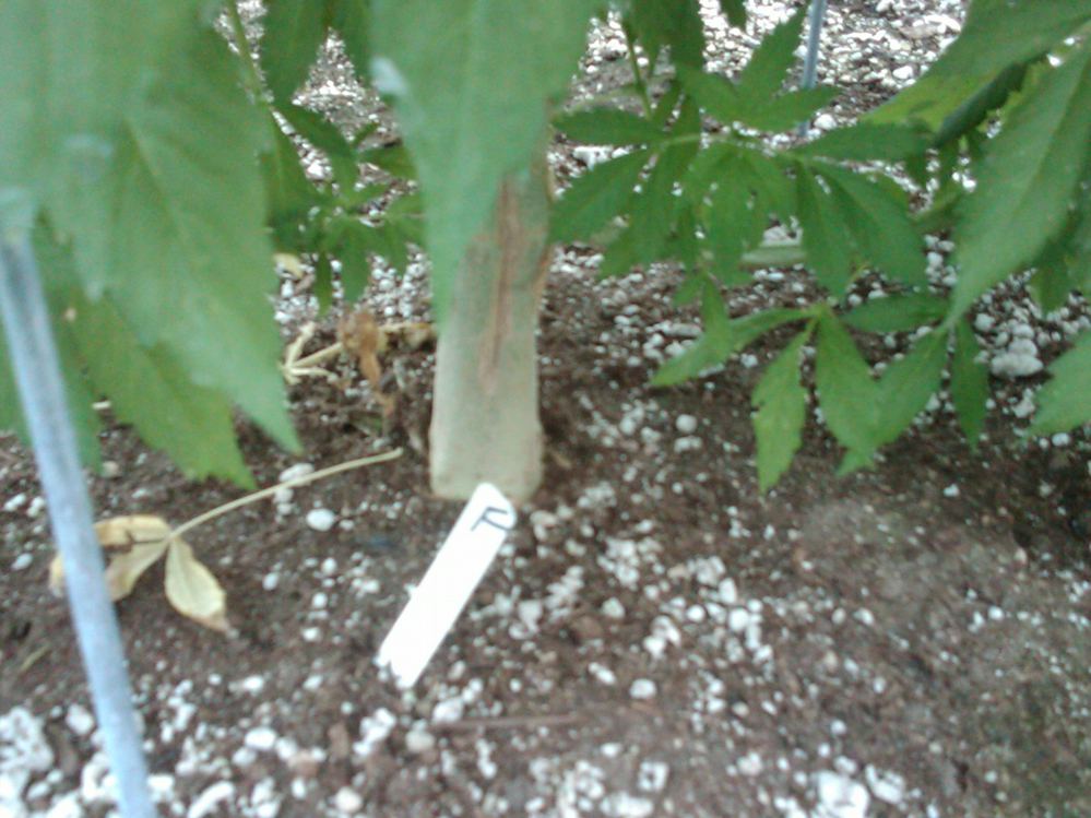 IMG00117 20100604 1902