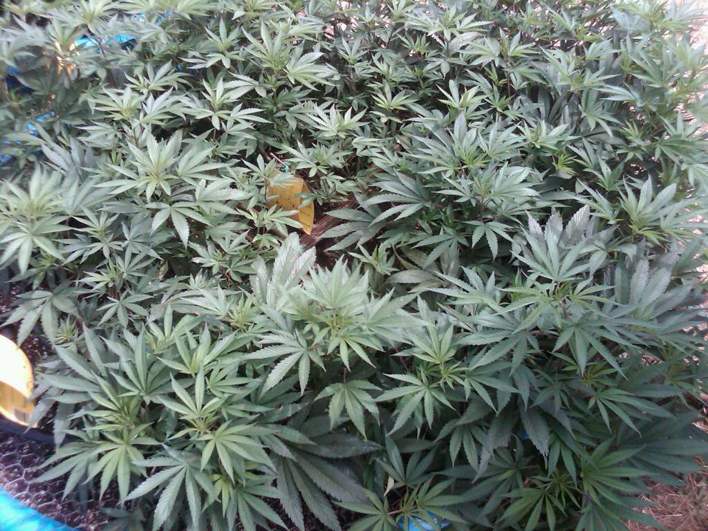 IMG00225 20100727 1527