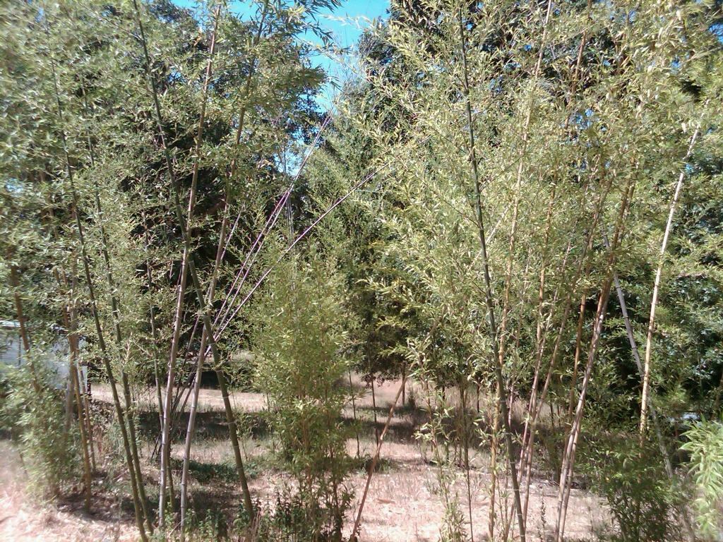 IMG00251 20100805 1251