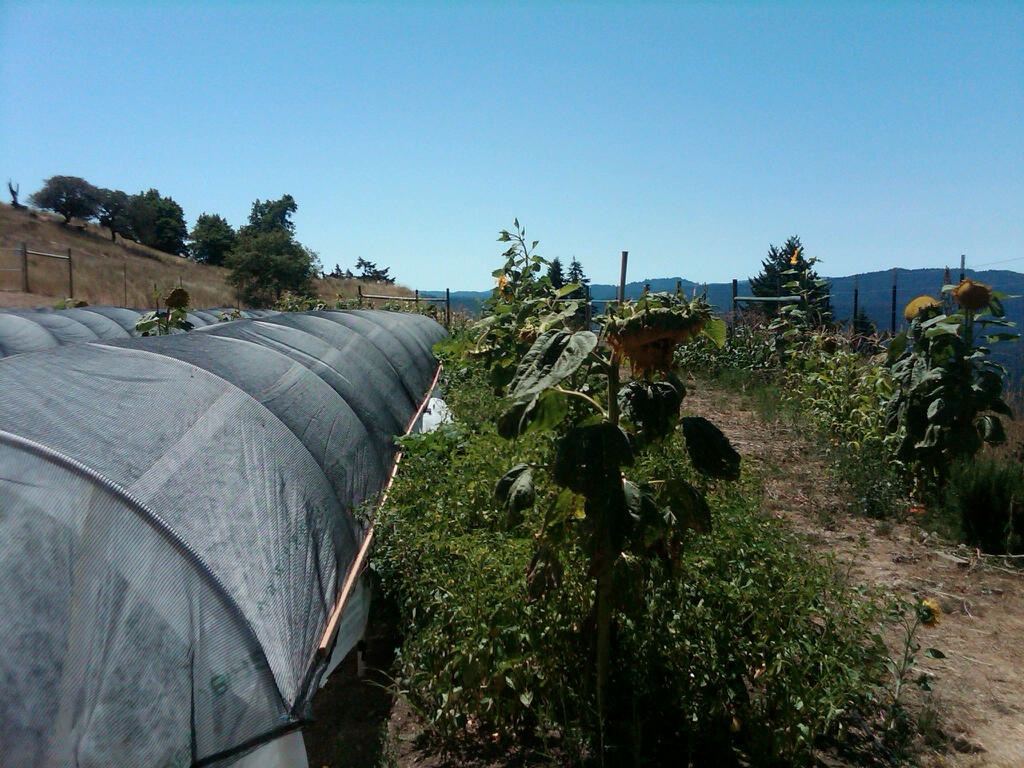 IMG00258 20100805 1319