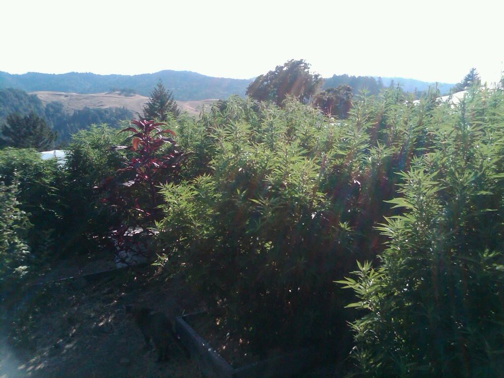 IMG00310 20100821 1720