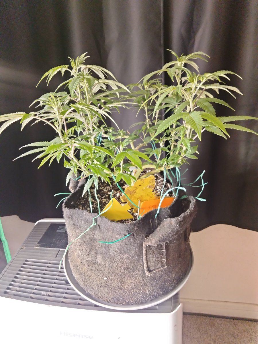 IMG20250927185154