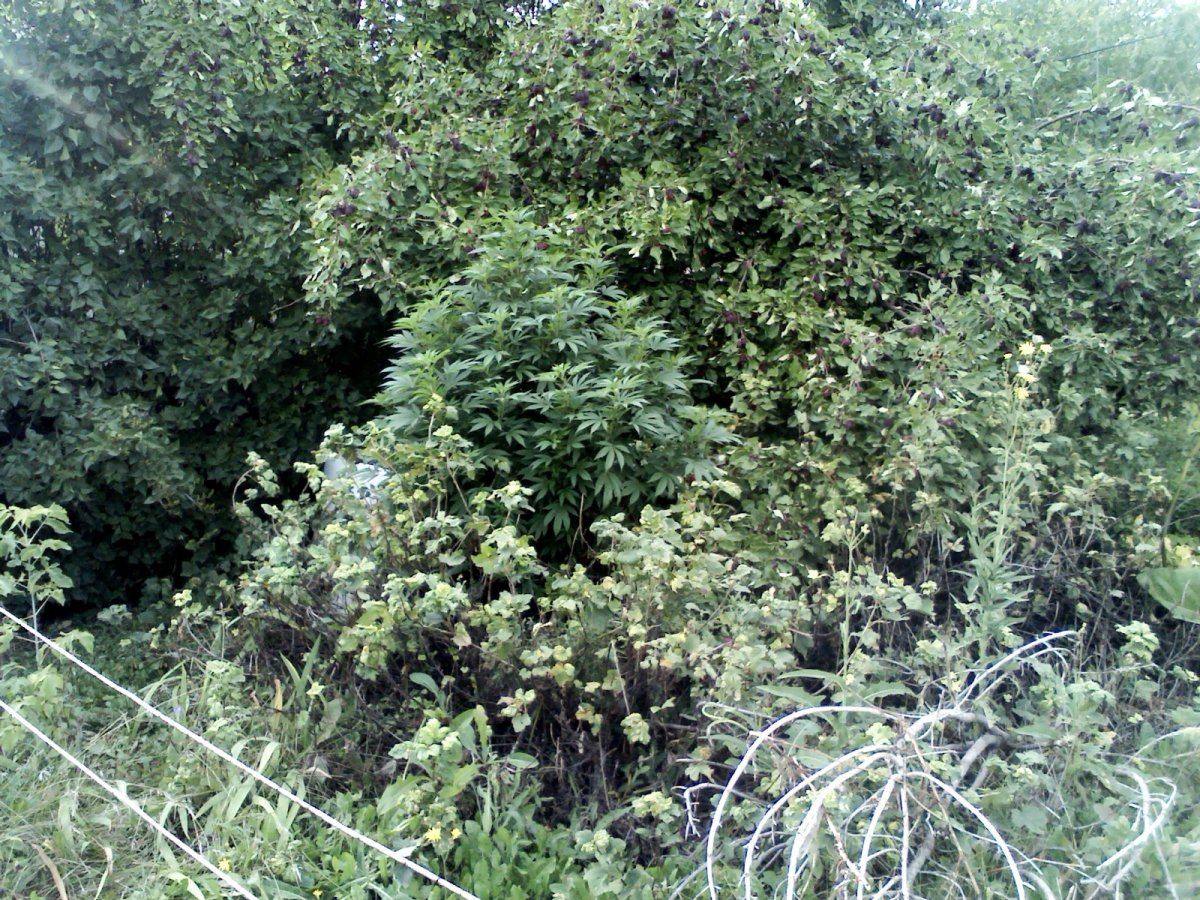 IMG4519