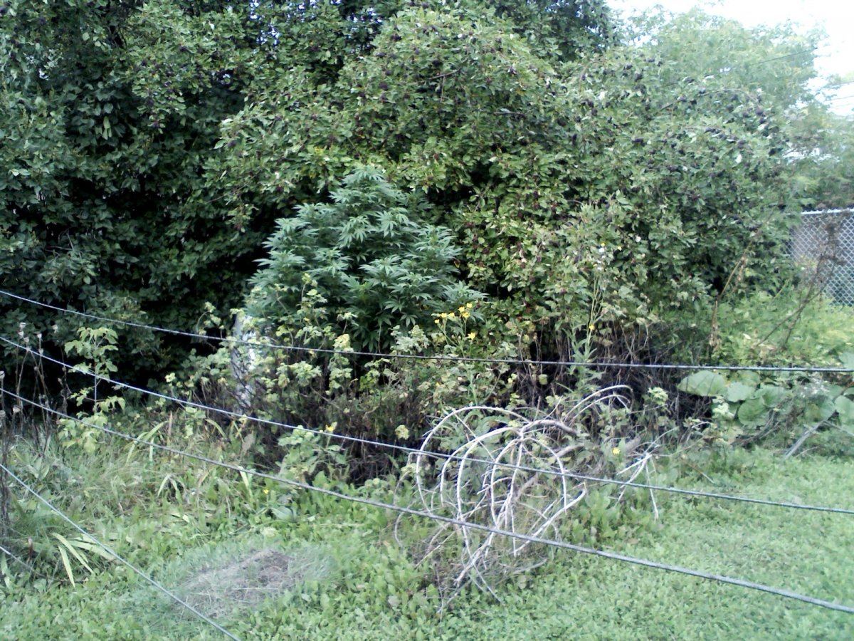 IMG4799