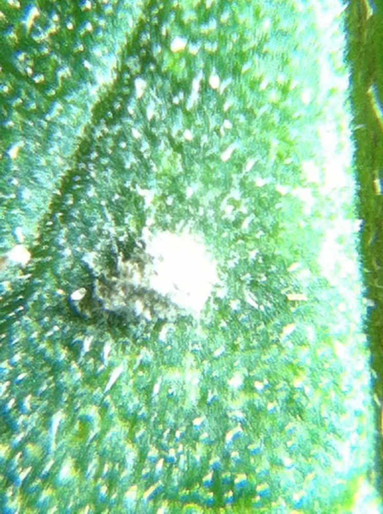 IMG950067